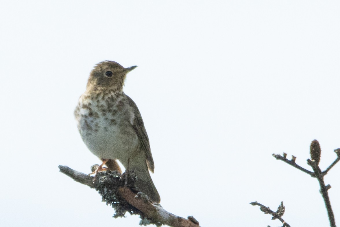 Zwergmusendrossel - ML459512861