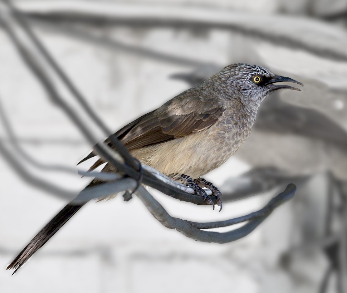 Black-faced Babbler - Bruce Ward-Smith