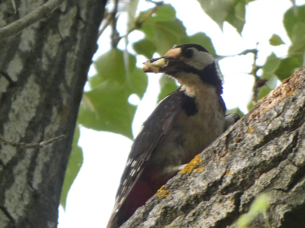 Great Spotted Woodpecker - Jose Lopez