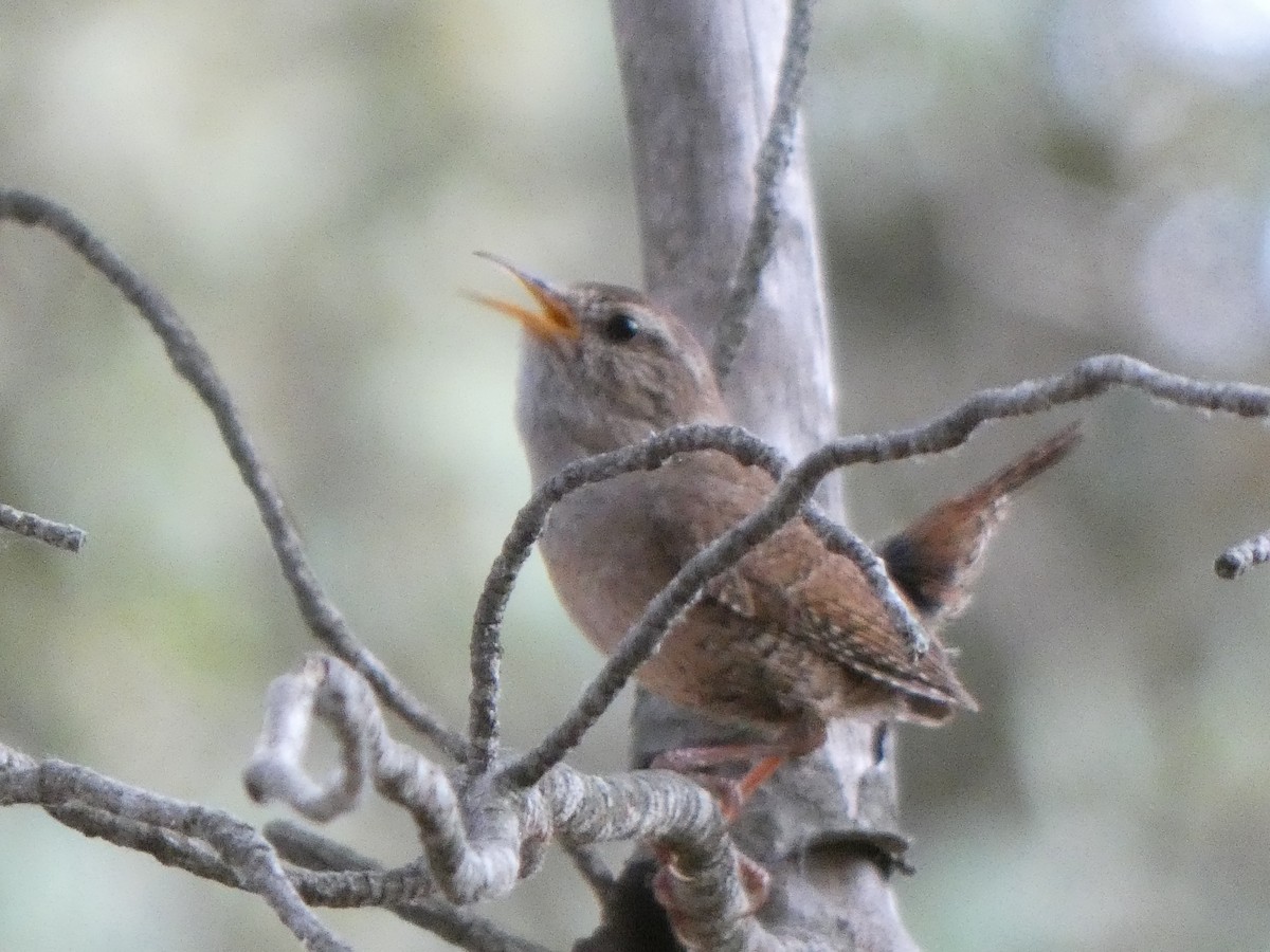 Eurasian Wren - ML459516011