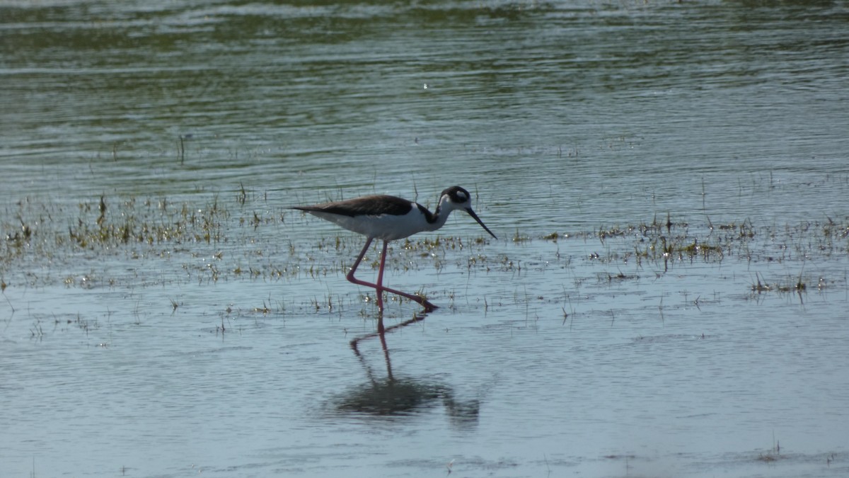 pisila černokrká - ML459516041