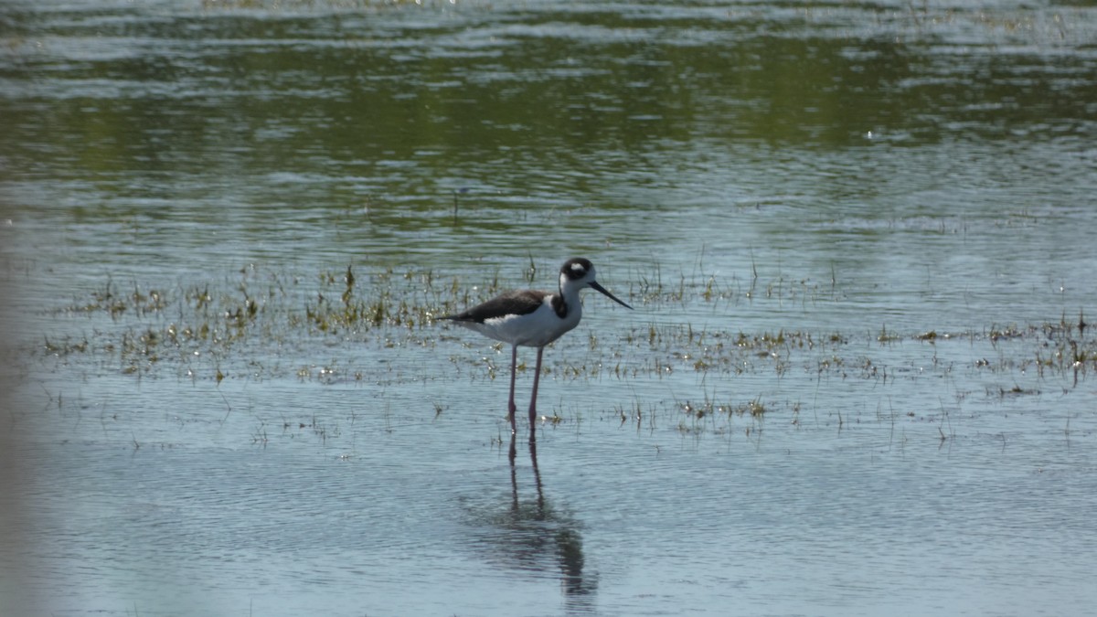 pisila černokrká - ML459516111