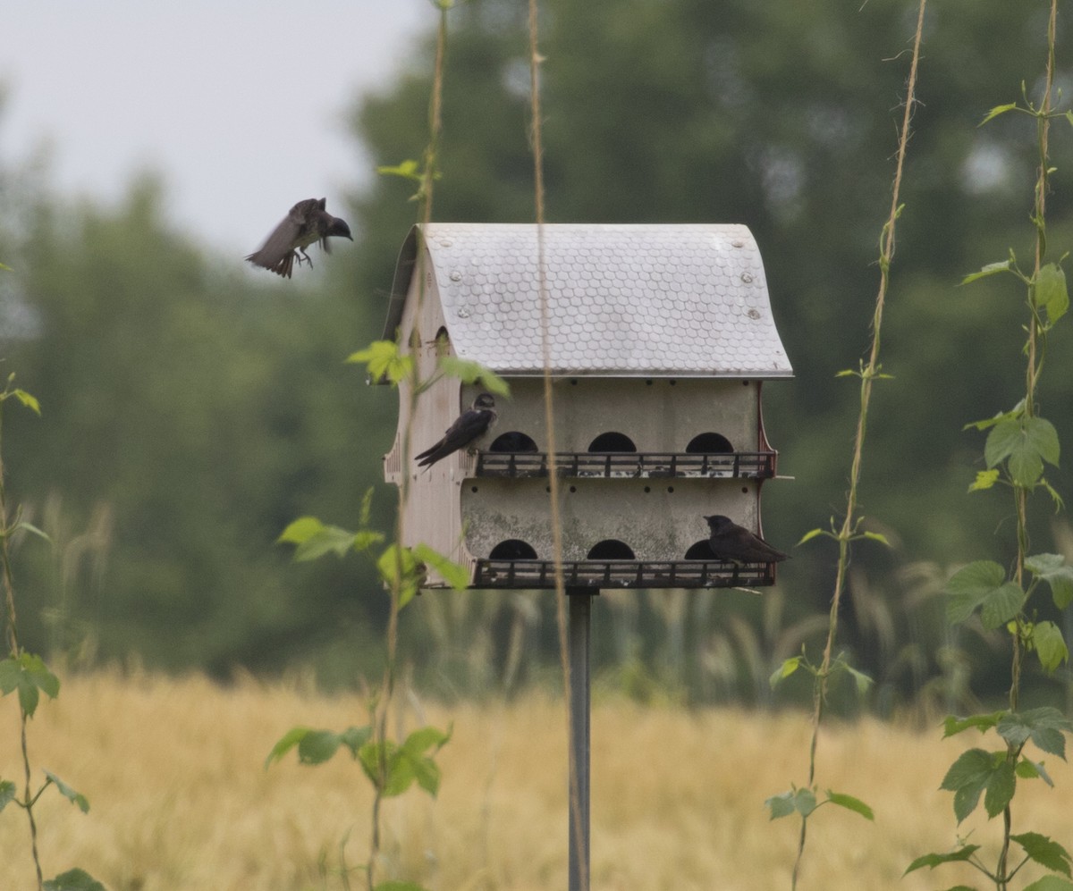 Purple Martin - Mark R Johnson