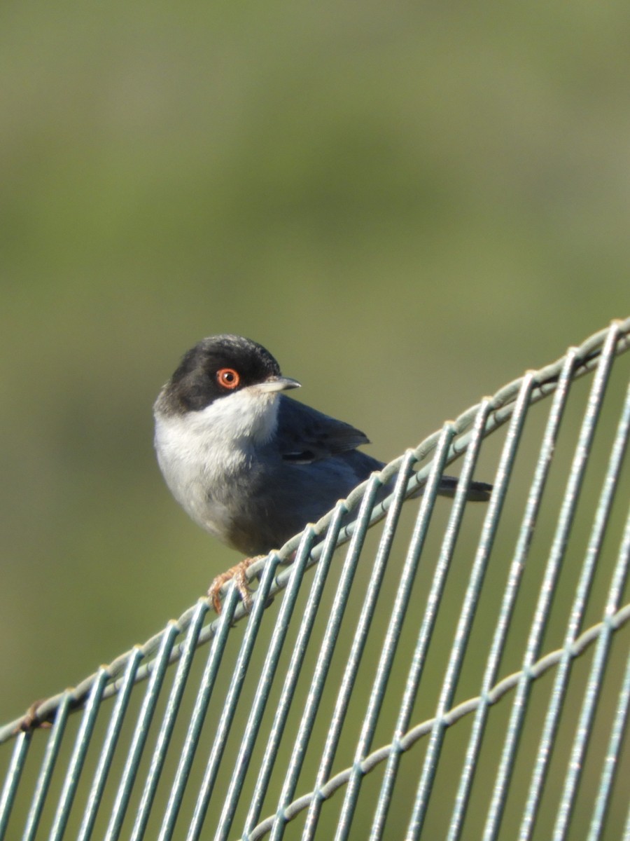 Sardinian Warbler - ML459517751