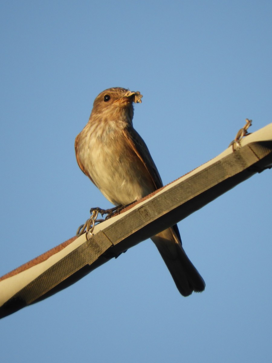 Spotted Flycatcher - ML459517991