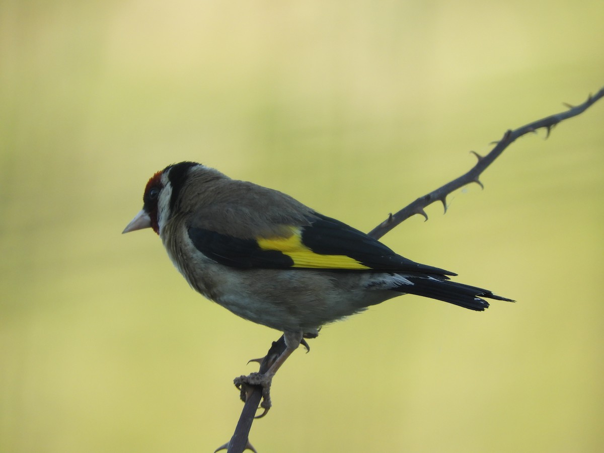 European Goldfinch - ML459518441