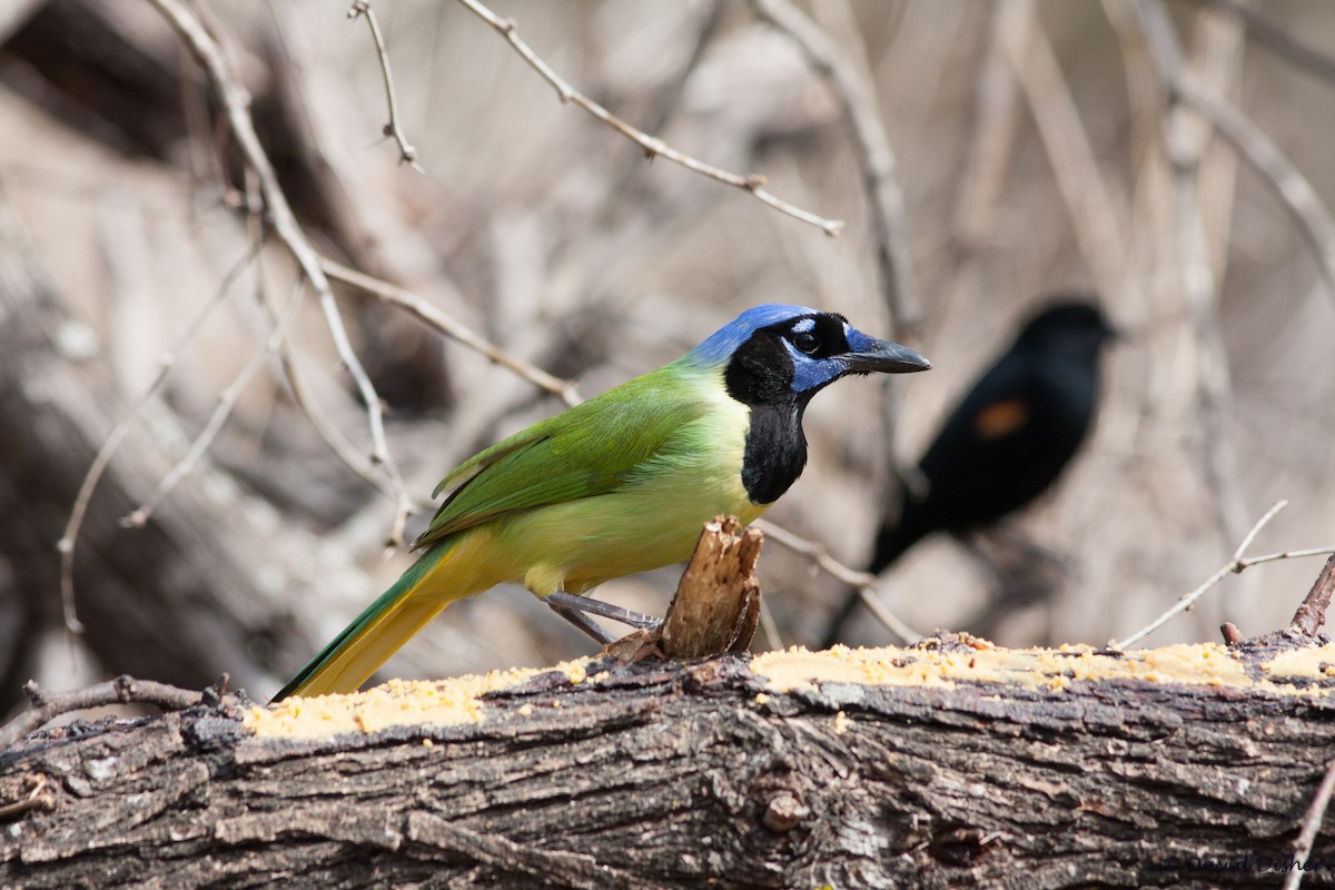 Green Jay - ML45951881