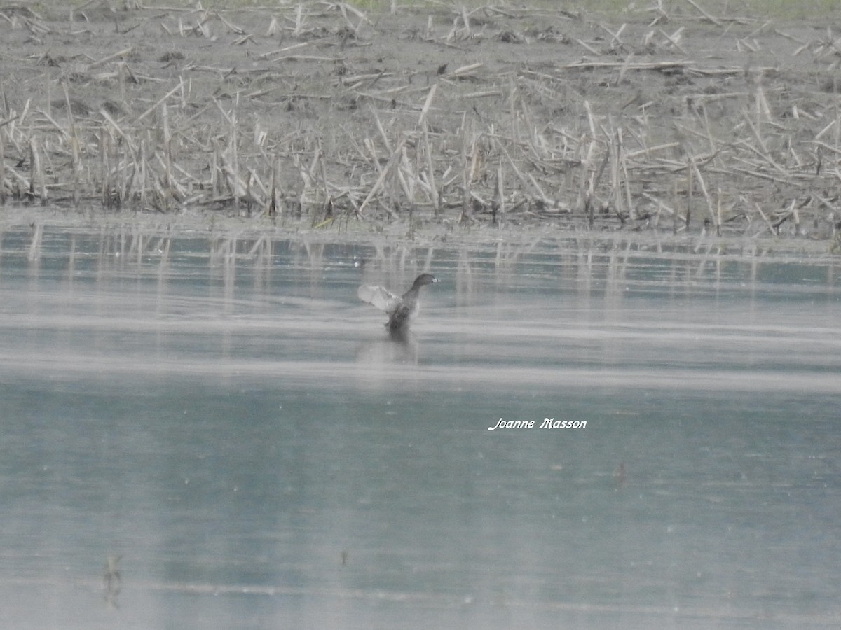 Pied-billed Grebe - ML459519301