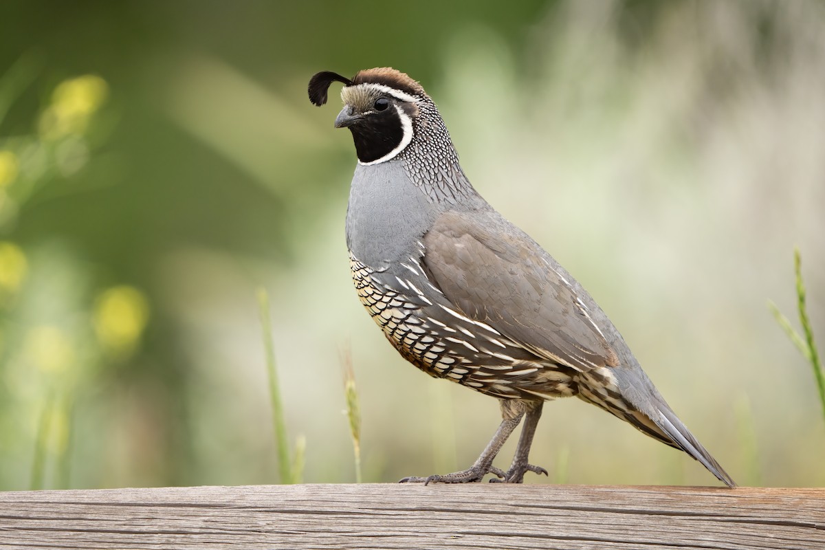 California Quail - Darren Clark