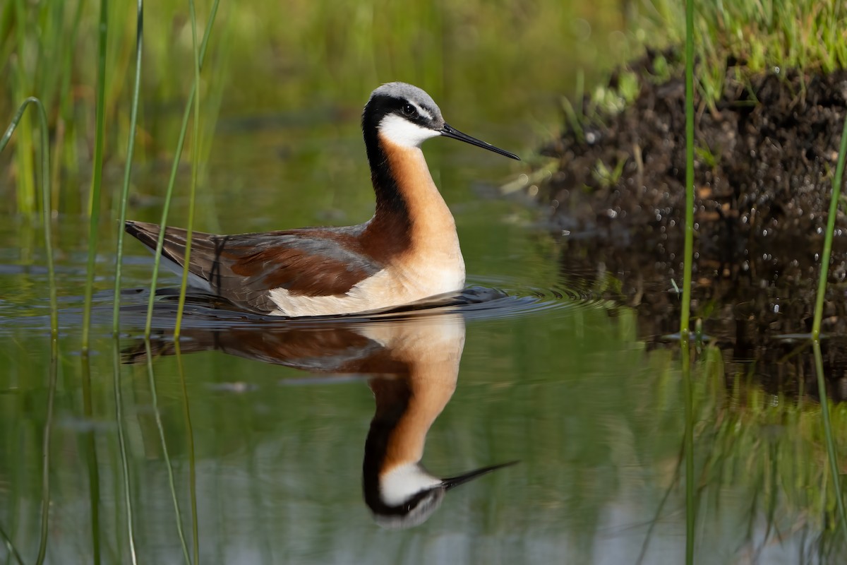 Wilson's Phalarope - Darren Clark