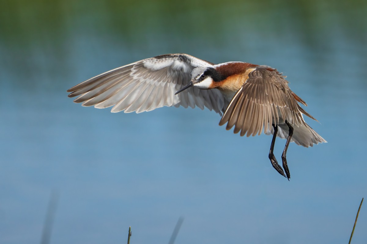 Wilson's Phalarope - Darren Clark