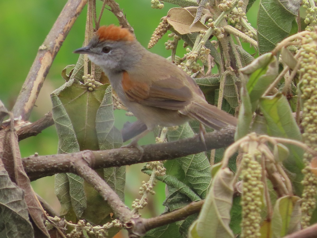 Pale-breasted Spinetail - ML459522421