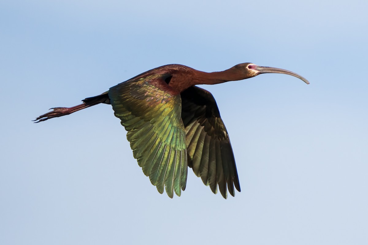 ibis americký - ML459523311