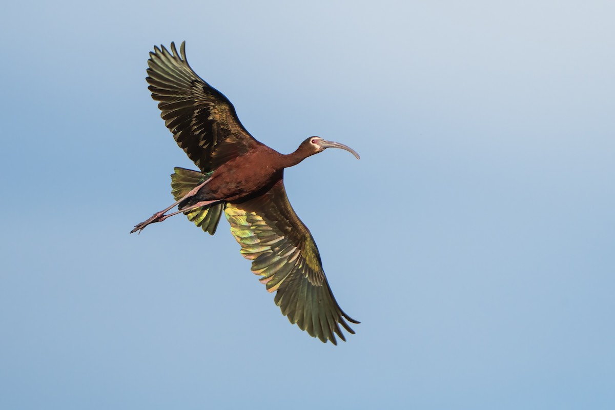 White-faced Ibis - ML459523321