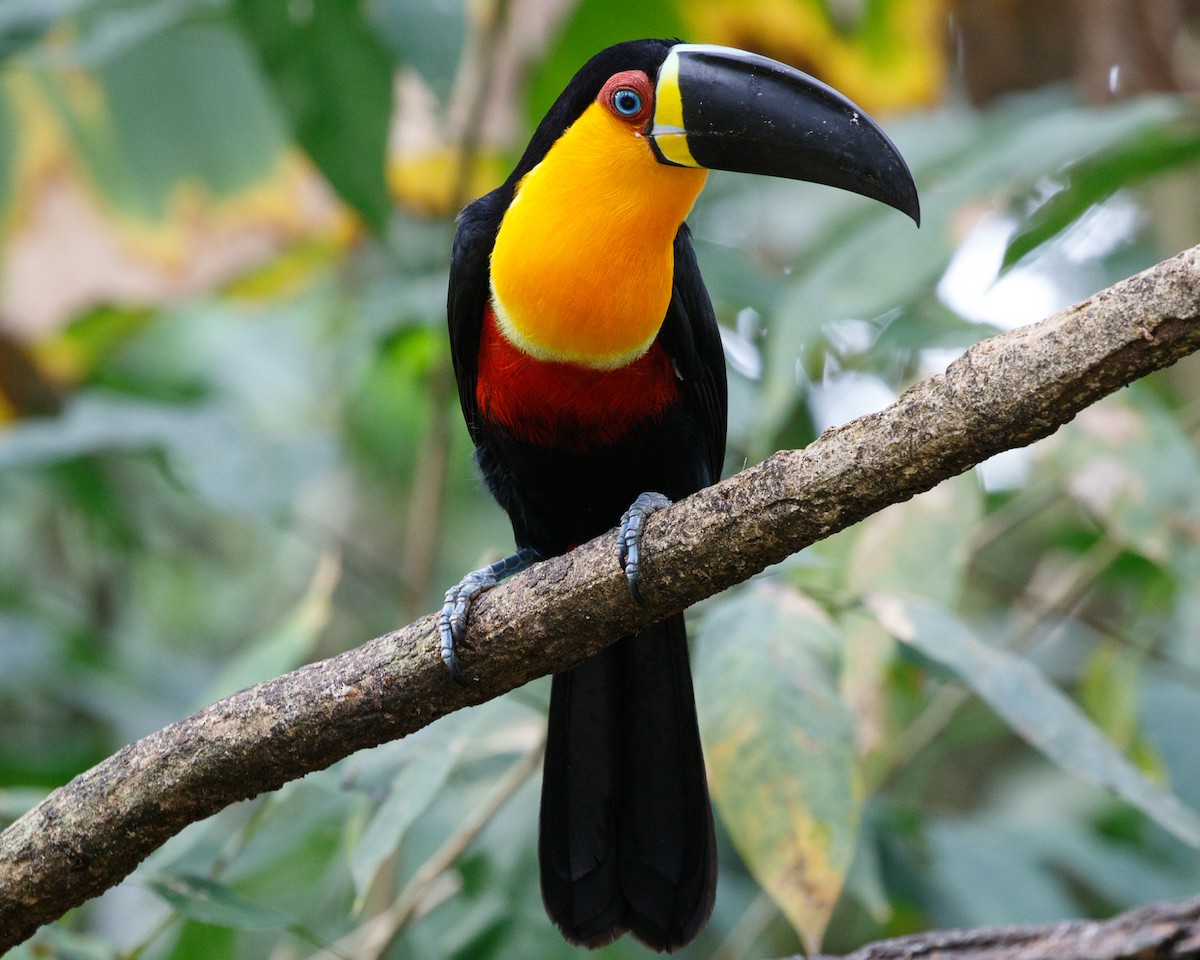 Channel-billed Toucan (Ariel) - ML459524111