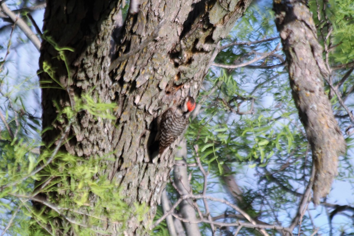 Ladder-backed Woodpecker - ML459524831