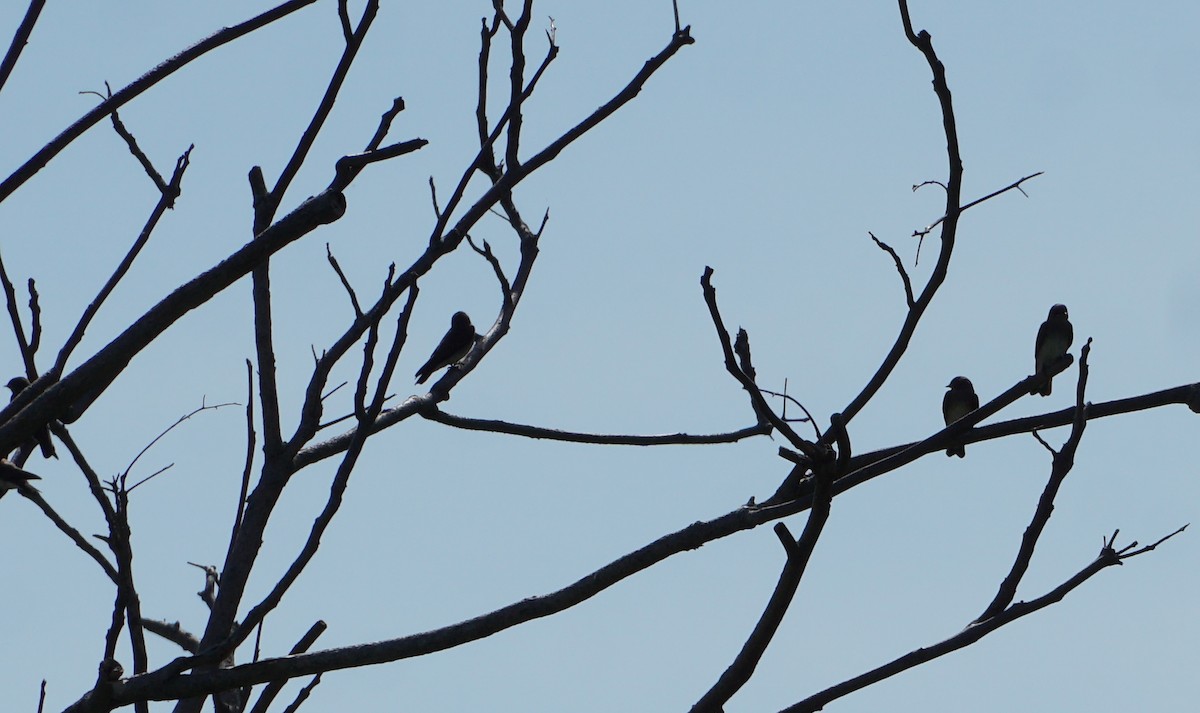 Northern Rough-winged Swallow - ML459526061