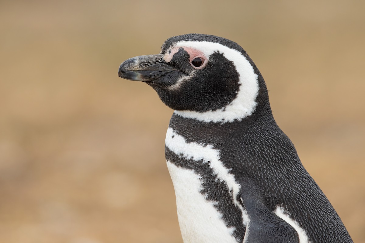 Magellanic Penguin - ML459526371