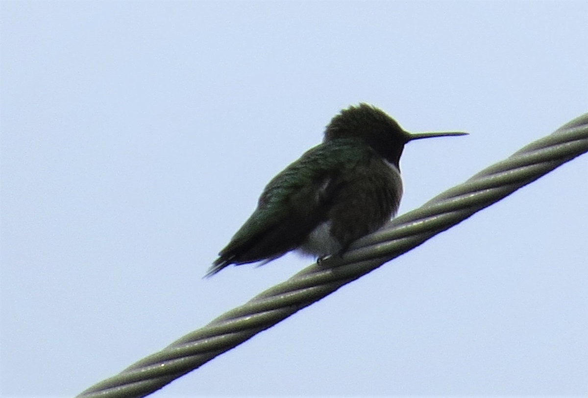 Ruby-throated Hummingbird - James Hirtle