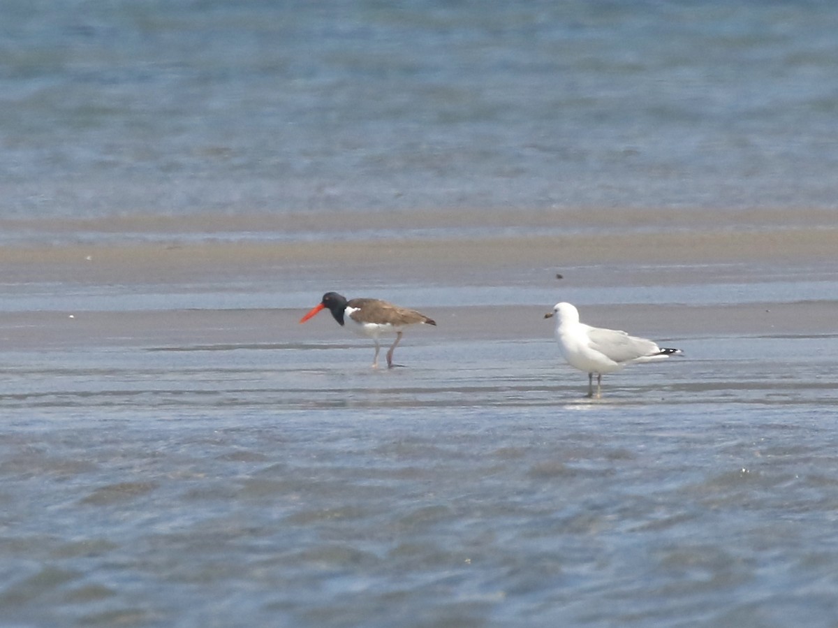 American Oystercatcher - ML459528691