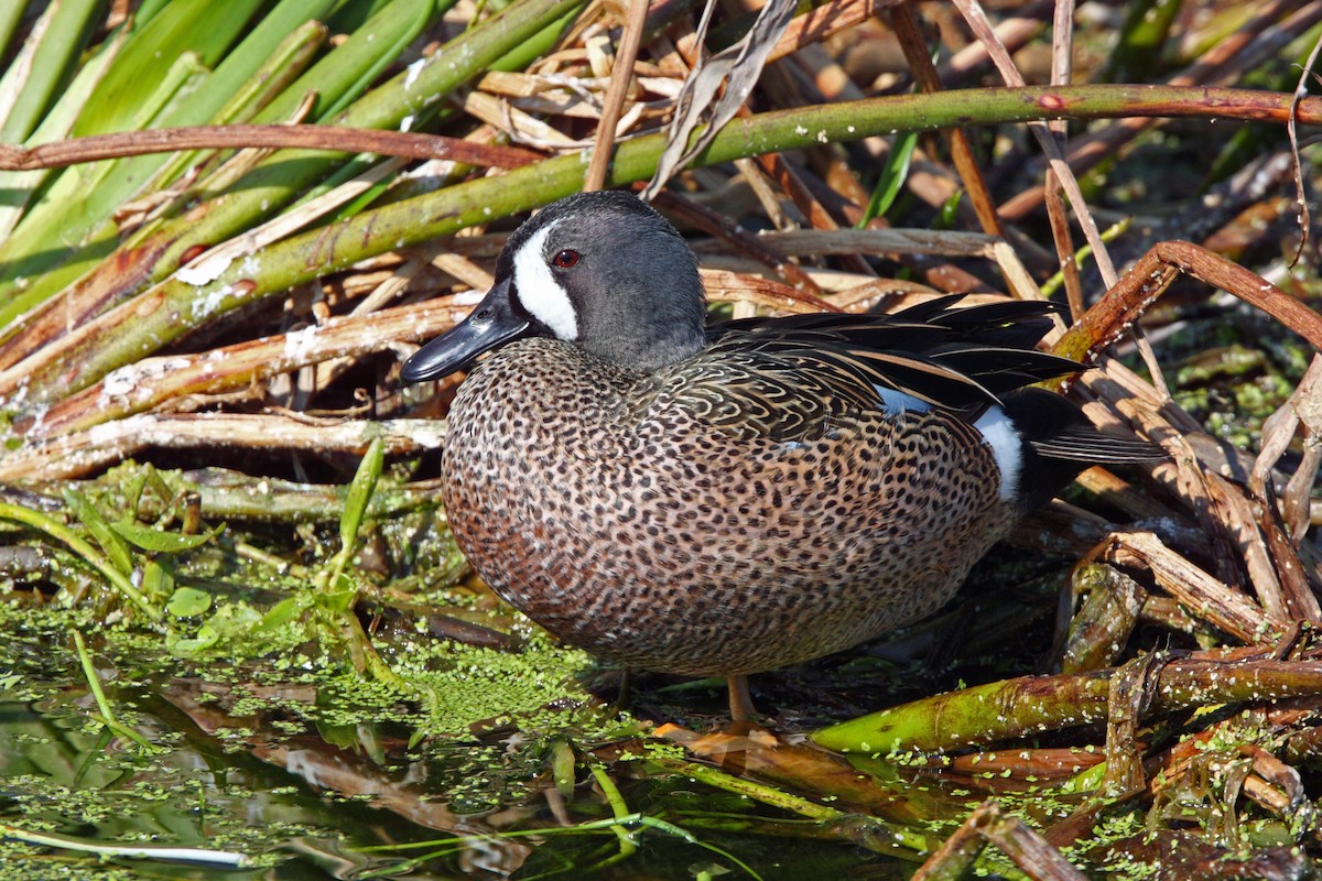 Blue-winged Teal - David Disher