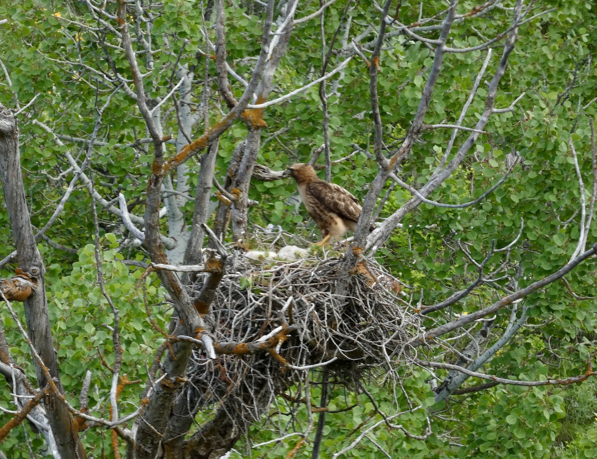 Red-tailed Hawk - ML459529501