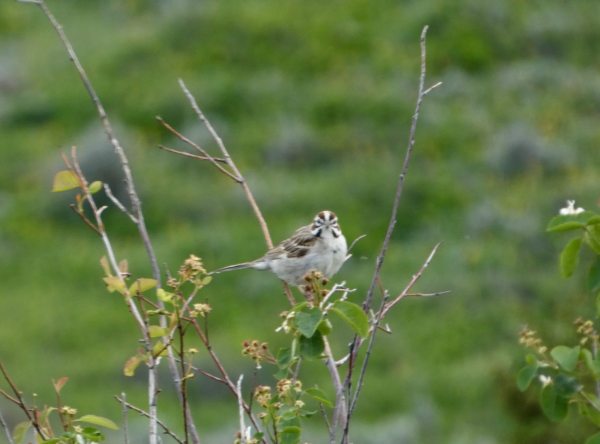 Lark Sparrow - Kevin Waggoner