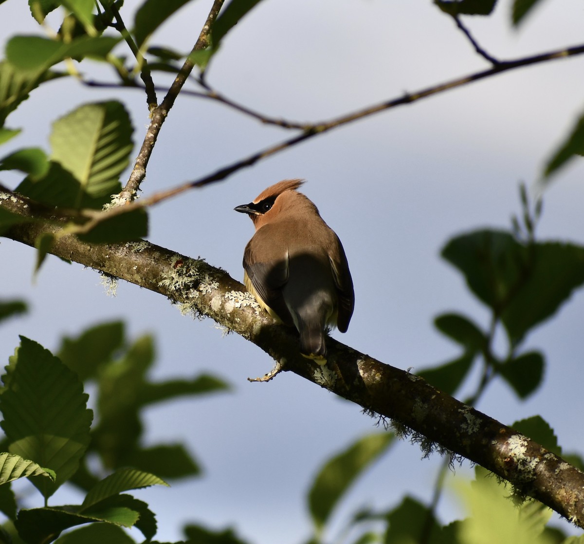 Cedar Waxwing - ML459529801