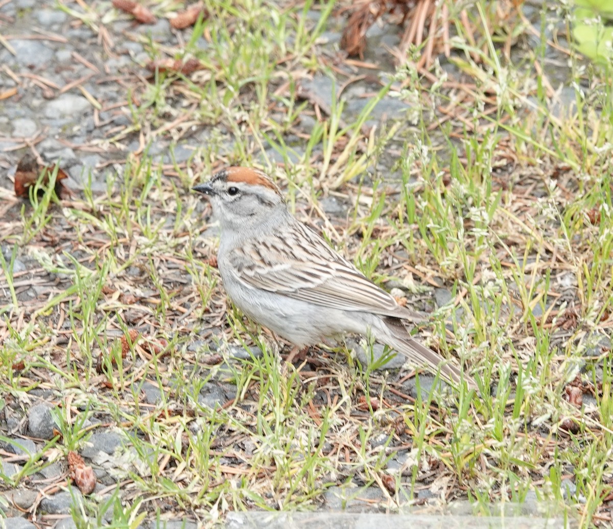 Chipping Sparrow - Jack Hurt