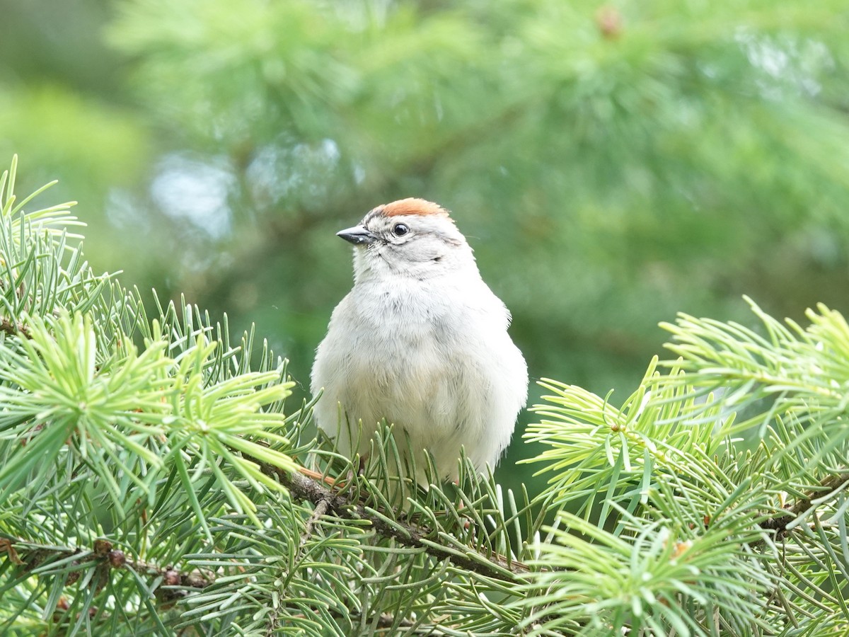 Chipping Sparrow - Jack Hurt