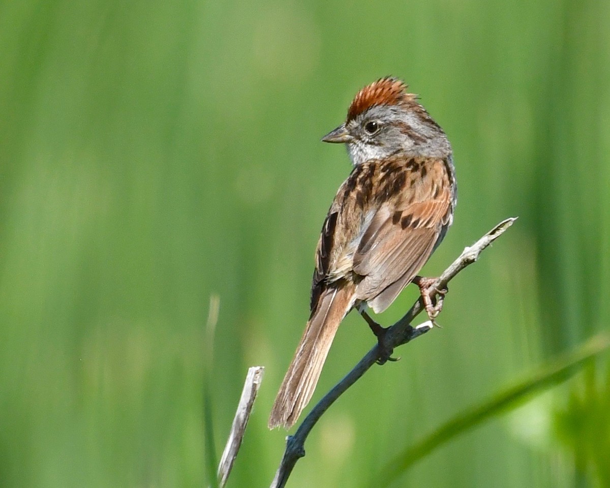 Swamp Sparrow - ML459530101