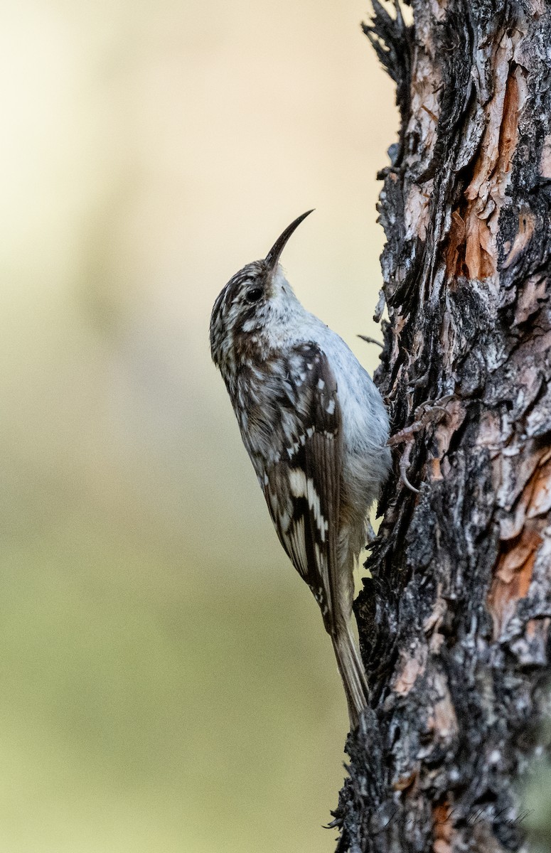 Brown Creeper - ML459536181