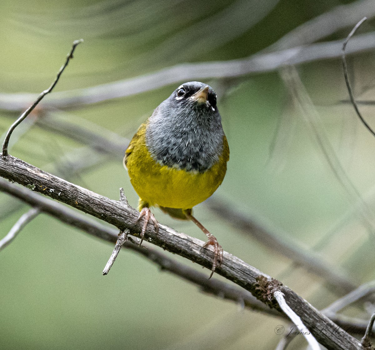MacGillivray's Warbler - ML459536821