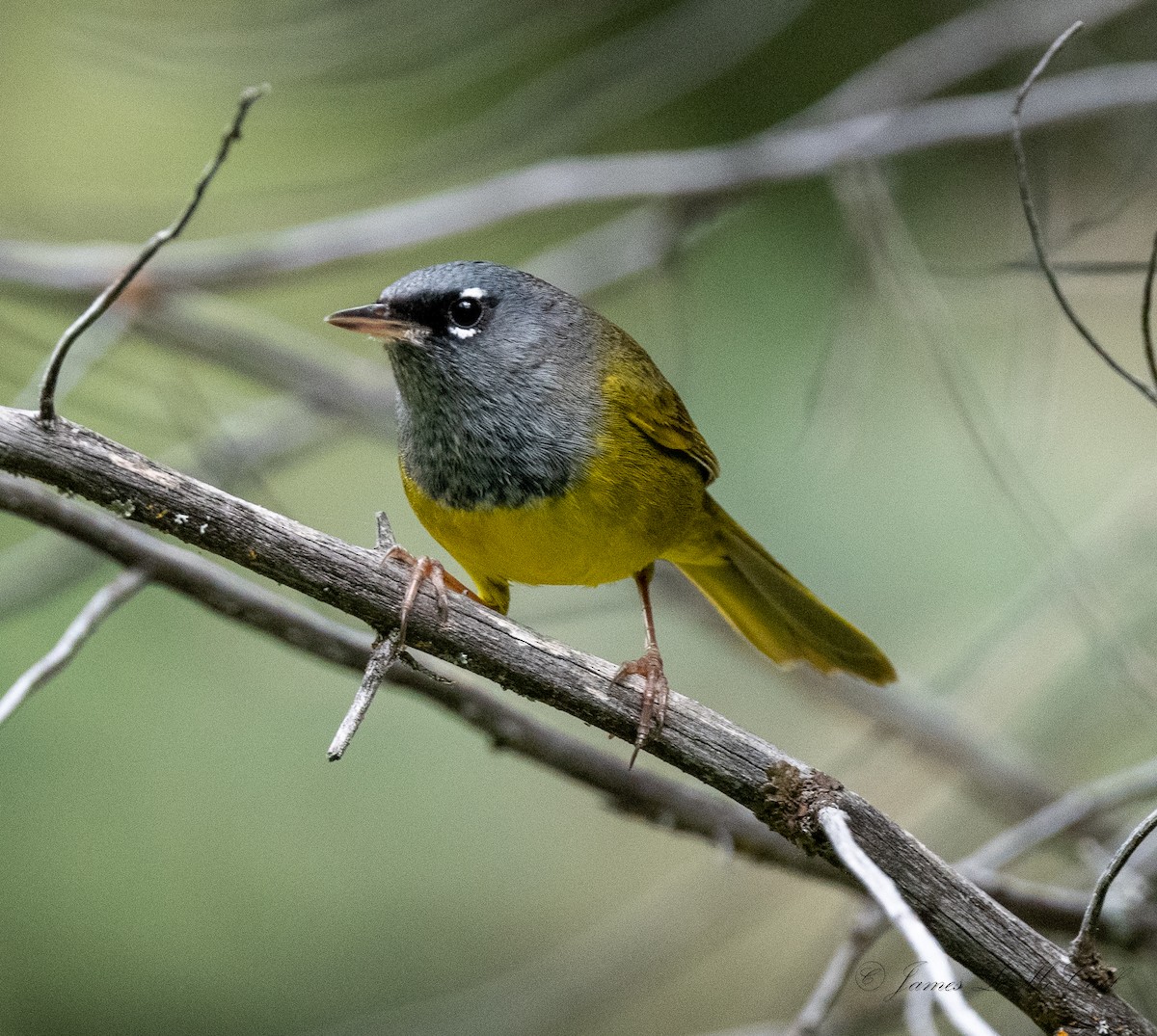 MacGillivray's Warbler - ML459536851
