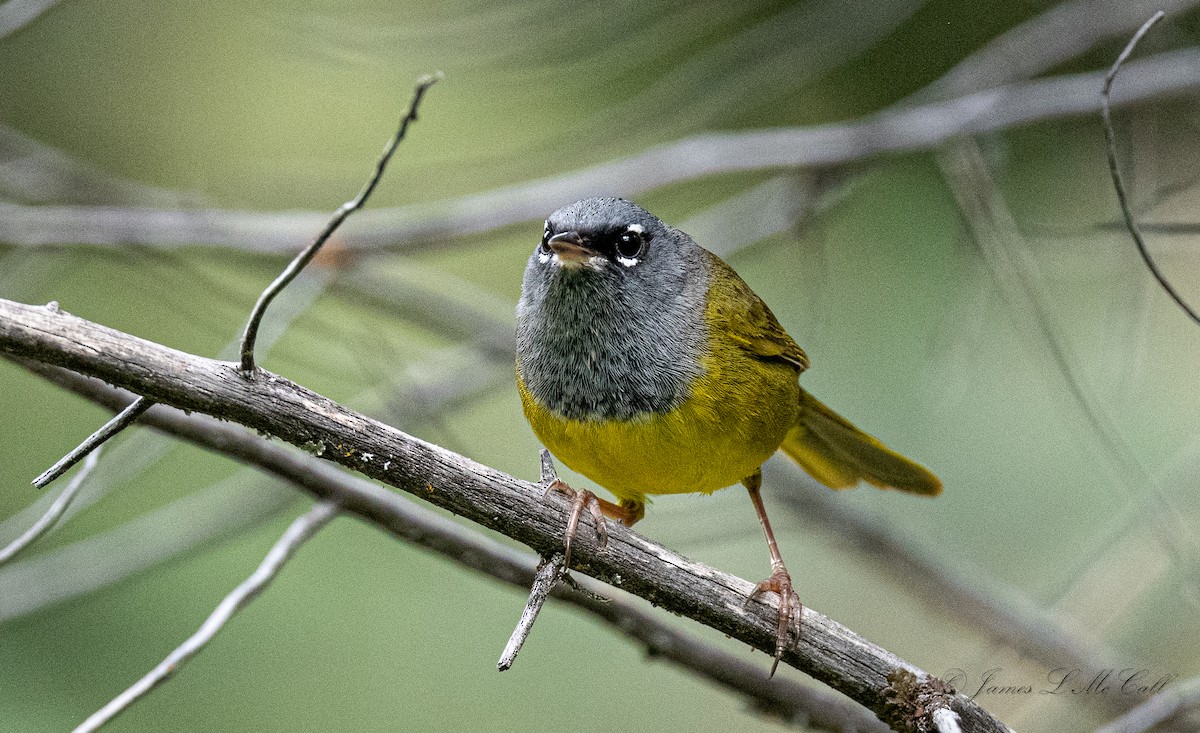 MacGillivray's Warbler - ML459536861