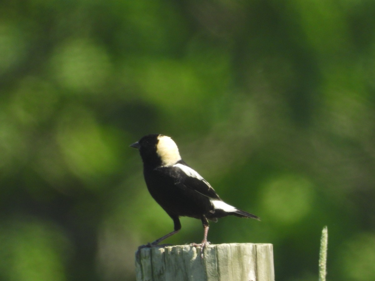 bobolink americký - ML459537331