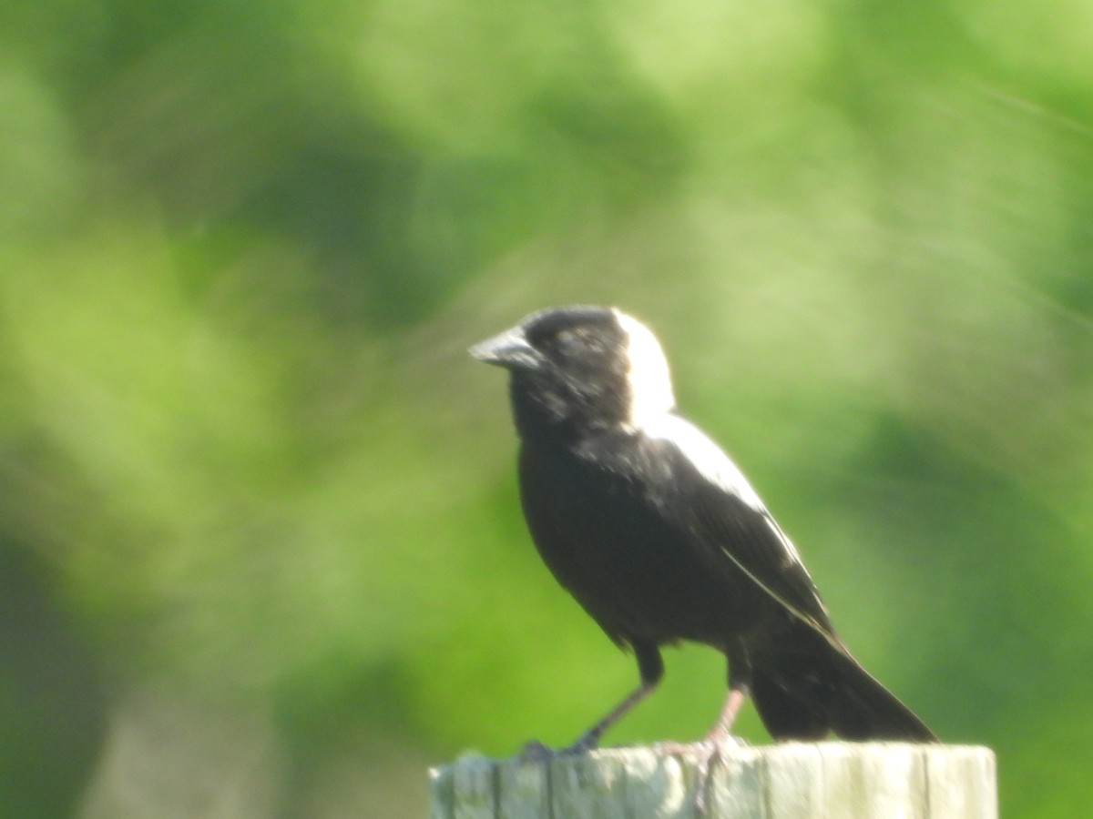 bobolink americký - ML459537361