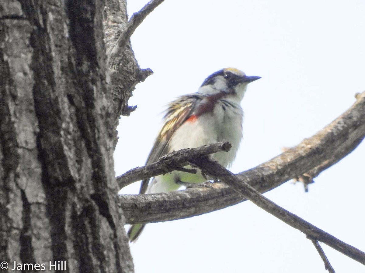 Chestnut-sided Warbler - James Hill