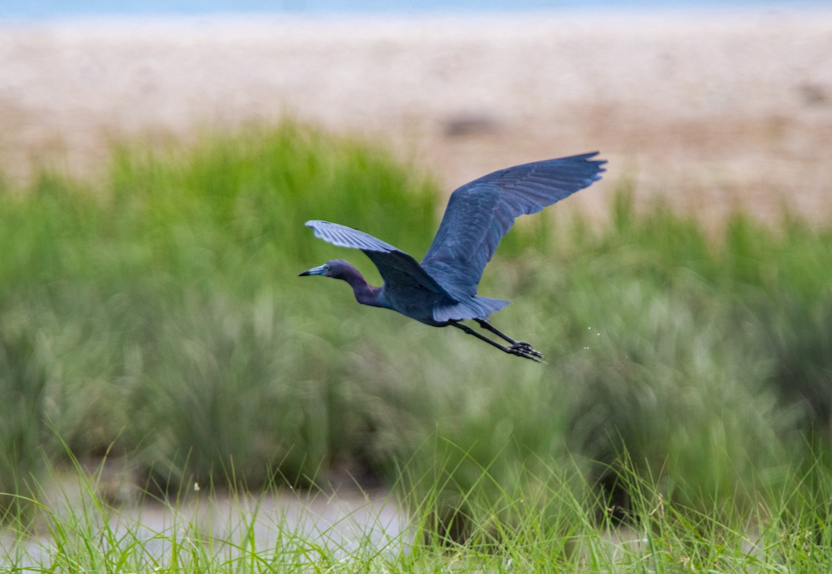 Little Blue Heron - ML459538961