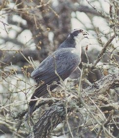 American Goshawk - ML459540181