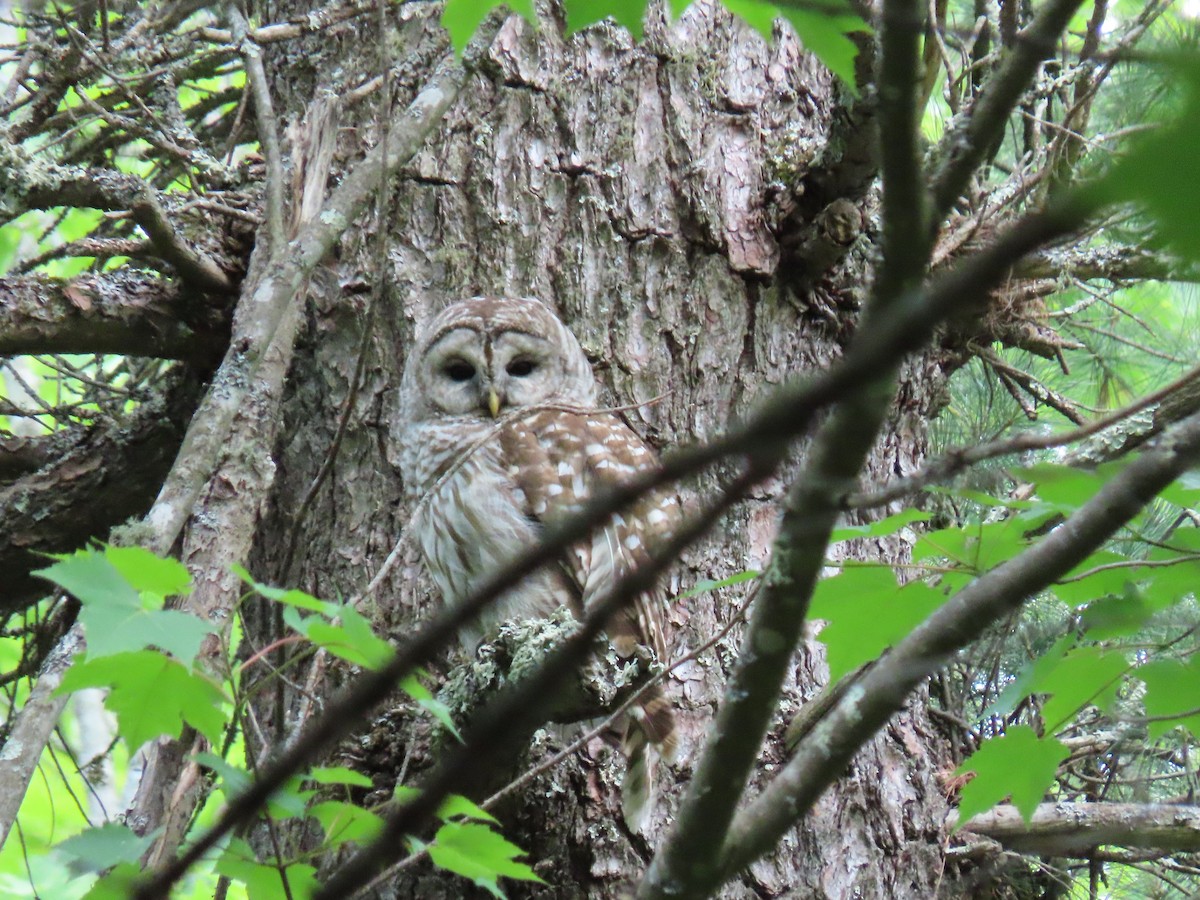 Barred Owl - ML459540541