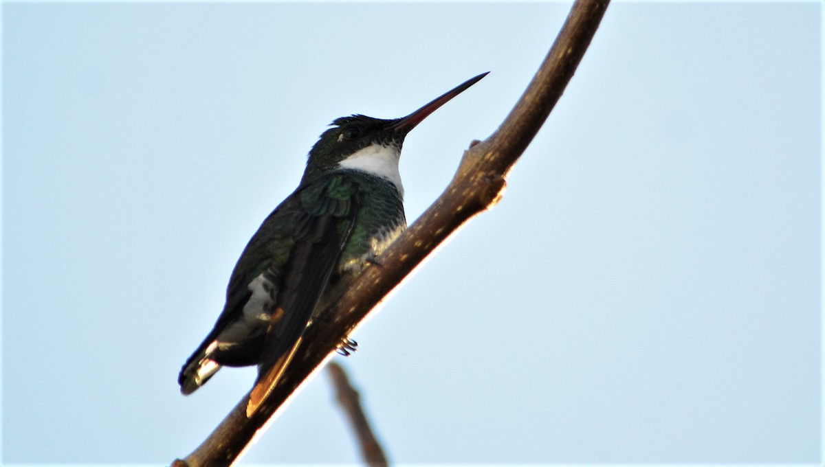 White-throated Hummingbird - ML459540751