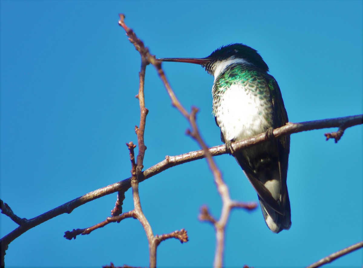 White-throated Hummingbird - ML459540921