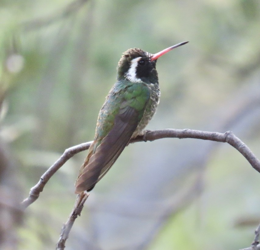 White-eared Hummingbird - ML459541481