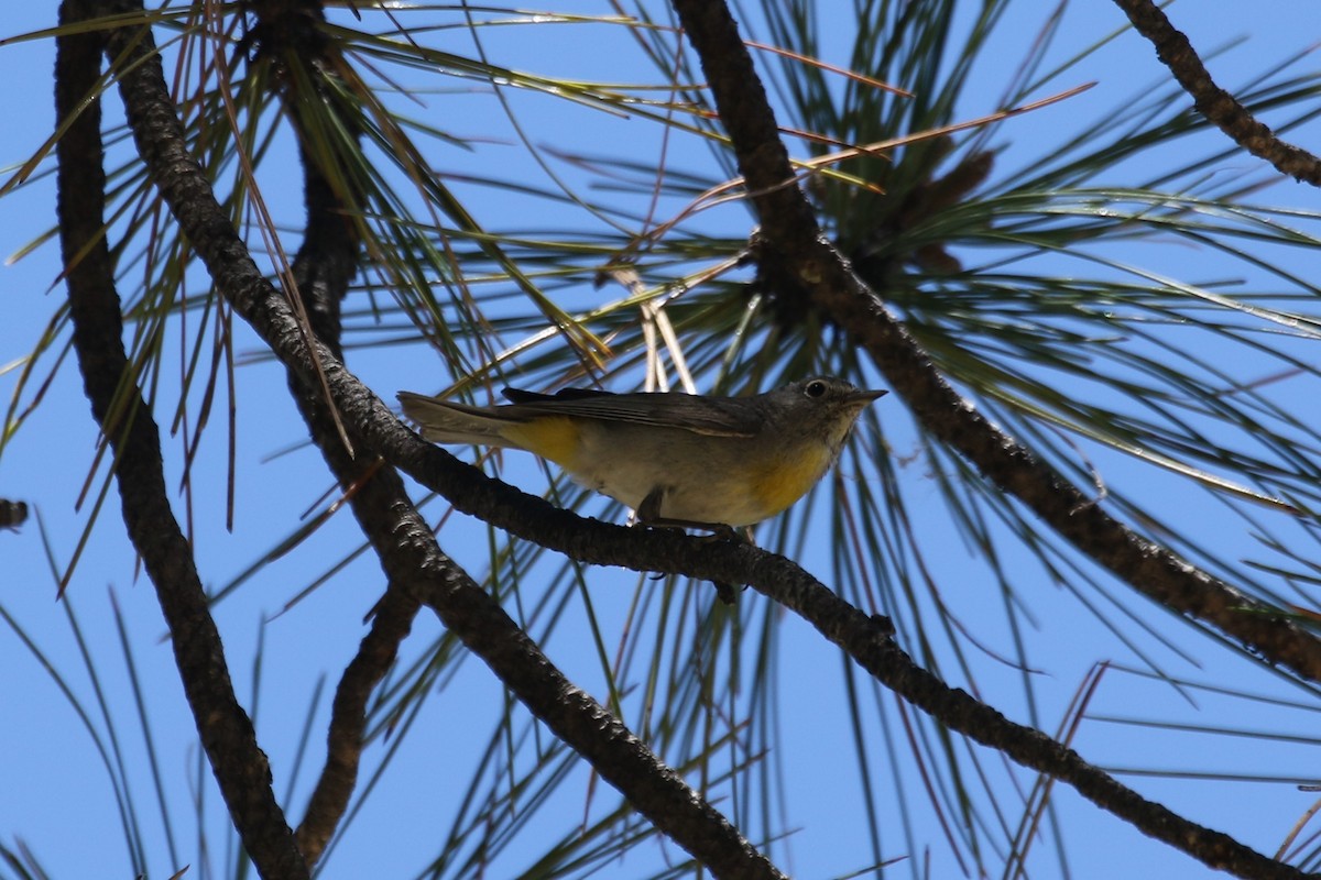 Virginia's Warbler - ML459542621