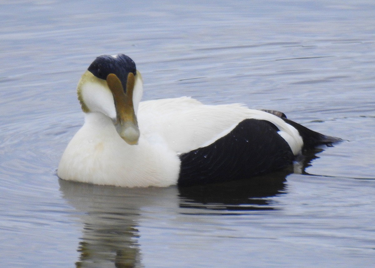 Common Eider - ML459545231