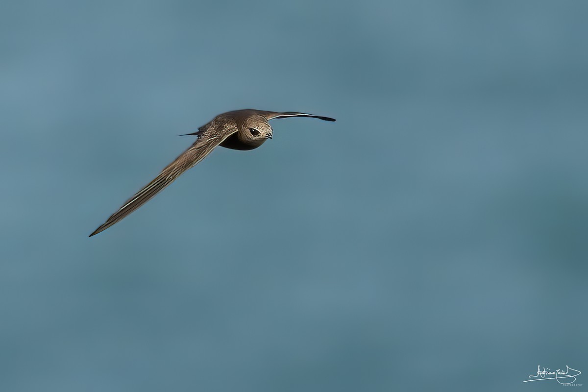 Pallid Swift - ML459545251
