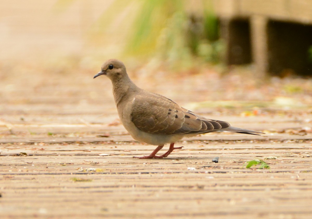 Mourning Dove - ML459545691