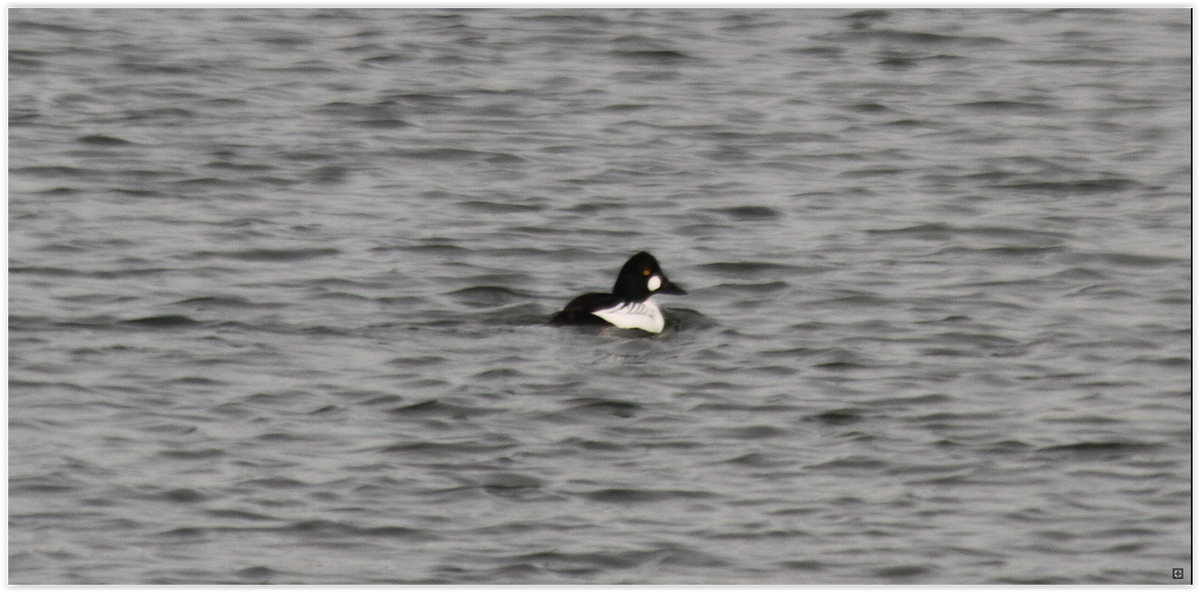 Common Goldeneye - ML45954711