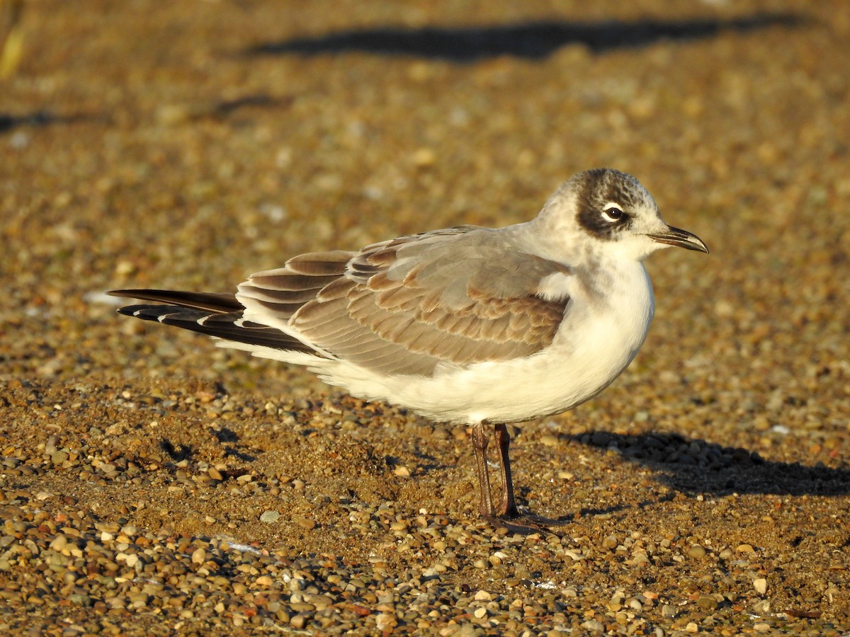 Franklin's Gull - Reanna Thomas